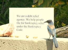Blue Bird of Bankruptcy